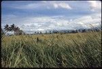 Grass landscape