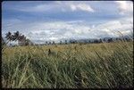 Grass landscape