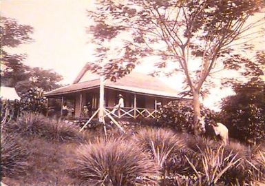 Aele Vaitele Plant