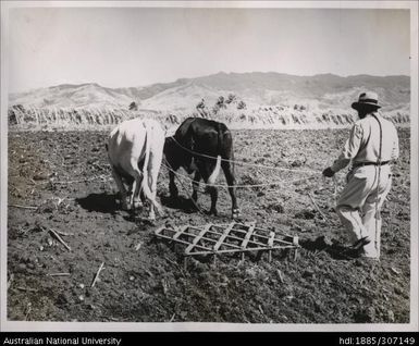 Using bullocks to plough field