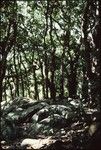 Forest and boulders landscape