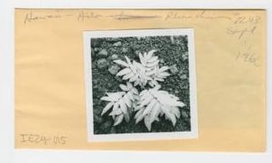 [Rhus chinensis in Hawaii, envelope IE29-015]