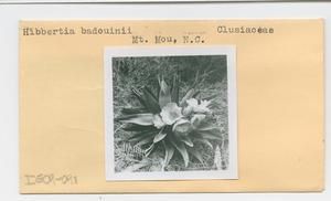 [Hibbertia badouinii in New Caledonia, envelope IE09-048]