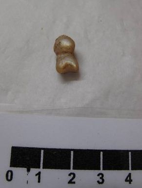 shell, worked