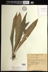 Antrophyum callifolium