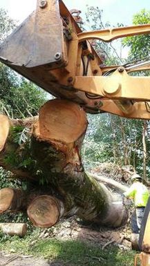 Caterpillar excavator truck removes downed tree near 17th Street between Makuu and Paradise looking toward Kaoho. Photo taken during the preliminary damage assessment. Photo by Sameul