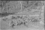 Pig festival, uprooting cordyline ritual: large display of yams, bananas and other food for feast