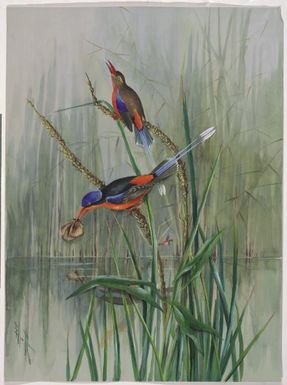 Brown-headed Paradise-King fisher (Tanysiptera danae) and Red-breasted Paradise-King fisher (Tanysiptera nympha) with Hypolimnas sp, Papua New Guinea, 1917 / Ellis Rowan