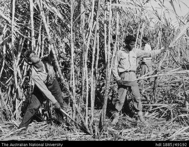 Indian cane cutters working on the farm of Seru, near Lautoka