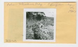 [Ophioglossum in Hawaii, envelope IE33-163]