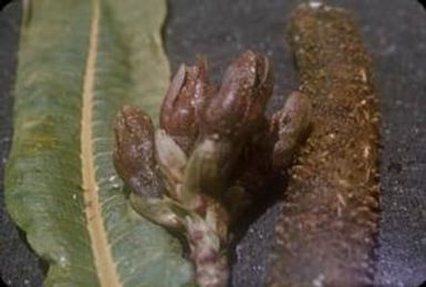 [Cyanea hamatiflora close-up in Hawaii, United States]