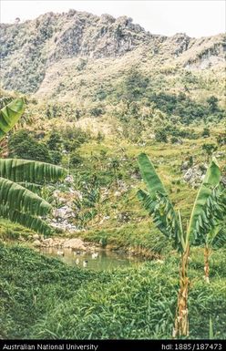 Goroka: Telapia pond