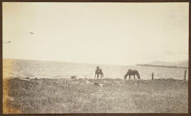 Horses grazing on foreshore. From the album: Samoa