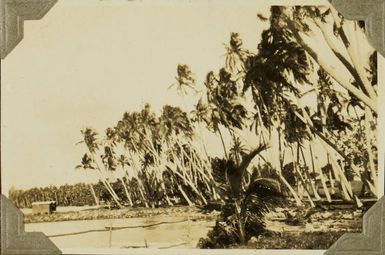 Palm trees along the beach in Samoa, 1928