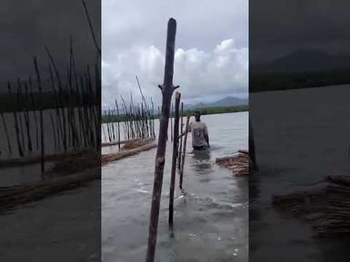 PART 10: BUILDING THE FISH TRAP IN NAMELIMELI, TIKINA O VEIVATULOA E NAMOSI