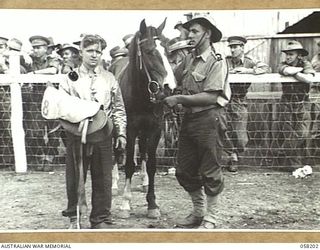 WONDECLA, QLD. 1943-10-02. NX142761 PRIVATE A. LIVINGSTONE (RIDER) AND NX2026 PRIVATE R. ROCHE (TRAINER) WITH HORSE, "HOT KOMARLI", WINNER OF THE LAE HANDICAP, AT THE RACE MEETING ORGANISED BY ..