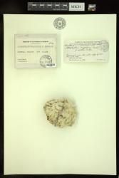 Lithophyllum craspedium f. subtilis