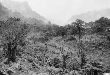 landscape, mountain slope, tree, vegetation, photography, ph