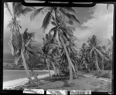 Coconut palms on Saweni Beach, Fiji