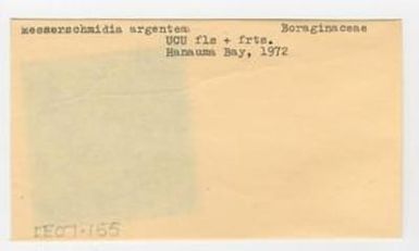[Messerschmidia argentea in Hawaii, envelope IE07-155]
