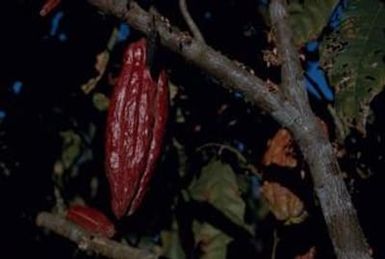 [Theobromo cacao in American Samoa]