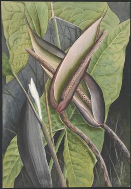 Lily, family Araceae, Papua New Guinea, 1916? Ellis Rowan