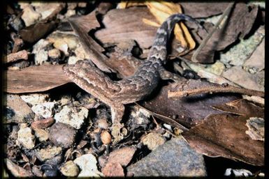 Gecko sp.