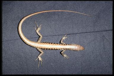 Phasmasaurus maruia