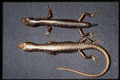 Two specimens (dorsal)