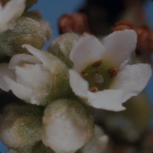 [Messerschmidia argentea close-up from Makapu'u, United States]