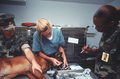 Military working dog trainer MASTER at Arms Second Class (MA2) Robert A. Adamson, of the Naval Activity, Security Detachment, stands by with his dog Max while Dental Technician Second Class (DT2) C.J. Phillips prepares the dogs teeth for cleaning. PFC. Neil of the US Army Medical Corps is assisting