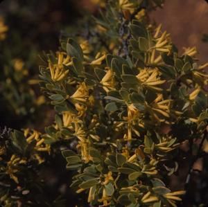 [Wikstroemia close-up at Hualālai Mountain, United States]