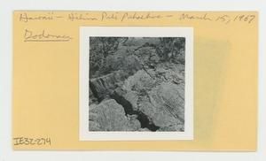 [Dodonaea in Hawaii, envelope IE32-274]