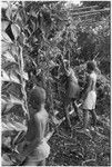 Tying gi'a palm branches around the lean-to where pigs are staked out