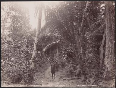 A young man on the track leading to Madoa from the landing place, Ulawa, Solomon Islands, 1906 / J.W. Beattie
