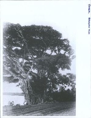 Banyan Tree, Mua, Tongatapu