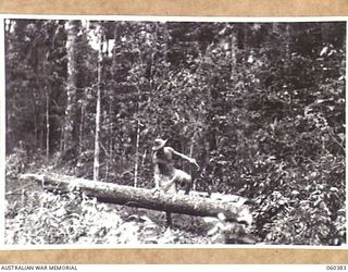 SOGERI, NEW GUINEA. 1943-11-20. A MEMBER OF THE STAFF OF THE SCHOOL OF SIGNALS, NEW GUINEA FORCE FALLING A TREE WHICH WILL THEN BE HAULED TO THE UNIT SAWMILL AND CUT INTO BOARDS