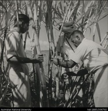Field Officer and farmer inspecting cane