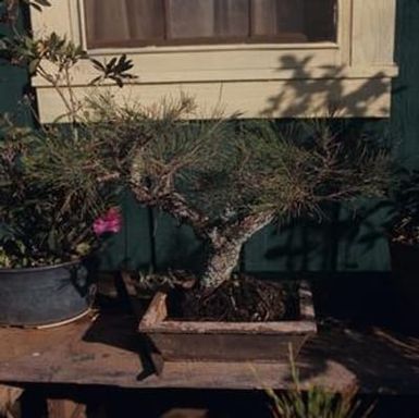 [Unidentified species of Bonsai in planter from Lihue, United States]