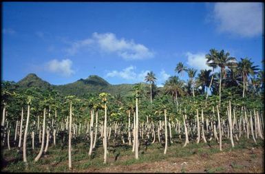 Coconut tree plantation