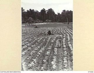 NARAKAPOR, NEAR NADZAB, NEW GUINEA. 1944-05-27. A MEMBER OF THE 6TH FARM COMPANY WALKS BETWEEN ROWS OF FRENCH BEANS IN NO.3 PLATOON AREA. THE MID-FOREGROUND HAS BEEN LEFT FALLOW, AND TOMATOES ARE ..