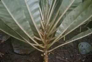 [Cyanea bryanii close-up in Hawaii, United States]