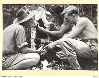 PAPUA, NEW GUINEA. 1942-09. THREE SAPPERS OF THE 2/6TH FIELD COMPANY, ROYAL AUSTRALIAN ENGINEERS WORKING DEEP ee A TREE. THEY ARE HERE SEEN EXTRACTING THE HONEY FROM IT, WHICH FORMED AN ADDED ..