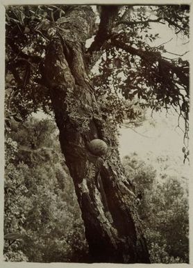 White tern's egg on branch