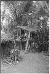 Pig festival, pig sacrifice, Tsembaga: men's house and raised food storage structure behind ritual fence