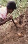 Jill harvesting sweet potatoes