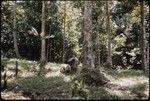 Gathering coconuts