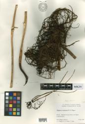 Thelypteris exindusiata