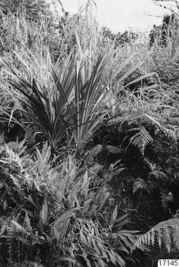 plant, landscape, pandanus, photography, ph