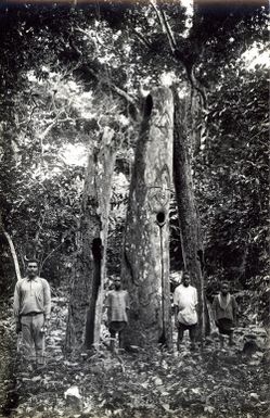 Large wooden drums